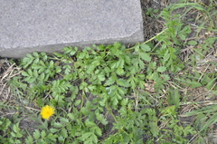 Potentilla supina