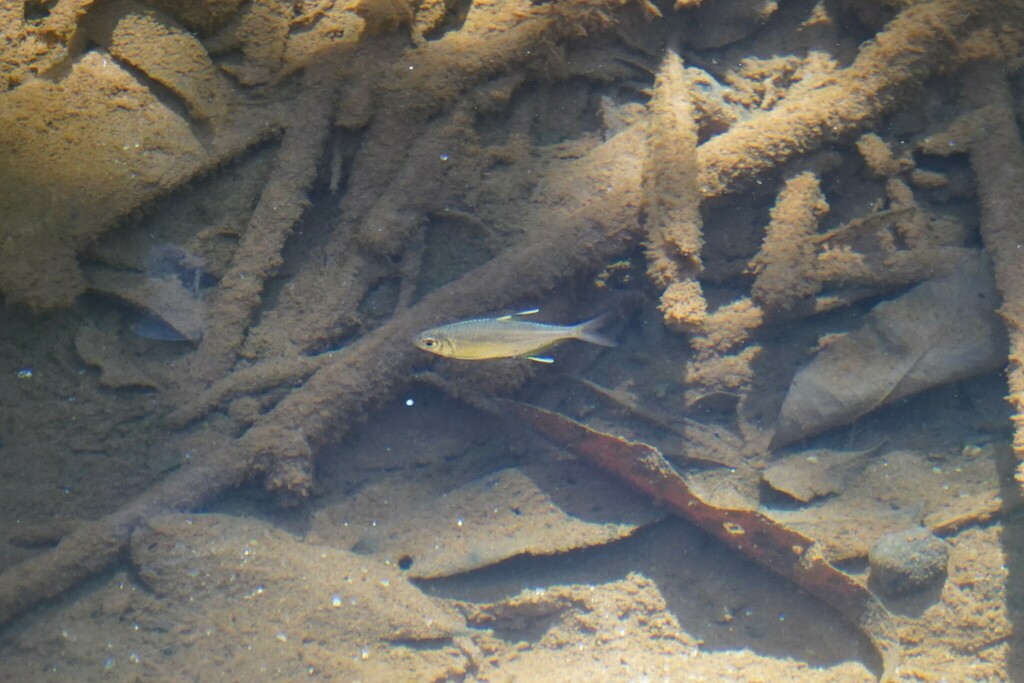Featherfin tetra (Hemigrammus unilineatus) — Characidae