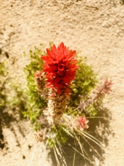 Castilleja chromosa