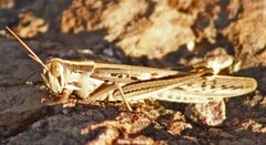 Austracris guttulosa