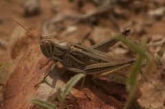 Austracris guttulosa