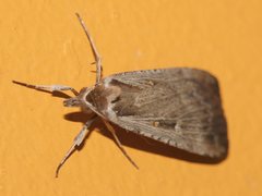 Tathorhynchus fallax