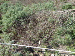 Eriophyllum staechadifolium