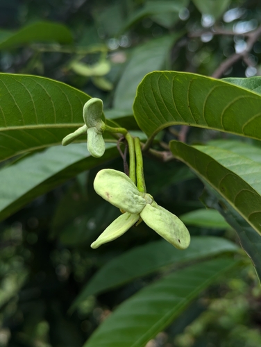 Wild sugar apple (Annona mucosa)