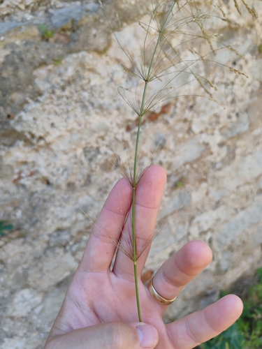 Image of Oloptum thomasii by (c) Ljaž, some rights reserved (CC BY)