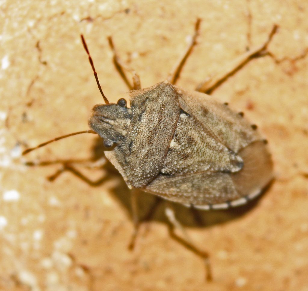 Cephaloplatus pallipes