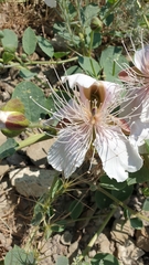 Capparis spinosa herbacea