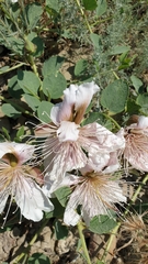Capparis spinosa herbacea