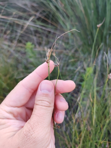 Image of Carex divisa by (c) Ljaž, some rights reserved (CC BY)