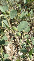 Capparis spinosa herbacea