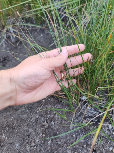 Image of Carex divisa by (c) Ljaž, some rights reserved (CC BY)