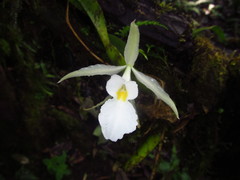 Trichopilia fragrans