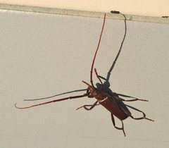 Xystrocera virescens