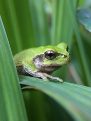 Hyla japonica