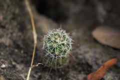Mammillaria jaliscana