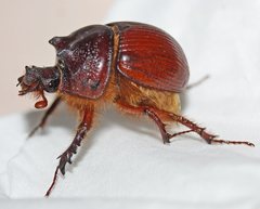 Bolboleaus quadriarmigerus