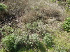 Eriophyllum staechadifolium