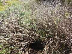 Eriophyllum staechadifolium
