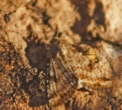 Heliothis punctifera