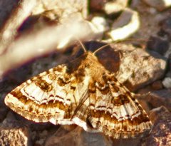 Heliothis punctifera