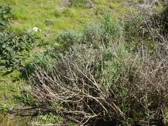 Eriophyllum staechadifolium