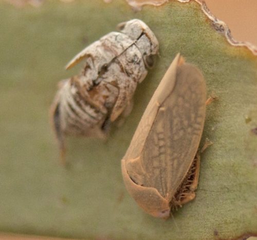 Ectopiocephalus australis observed 2016-09-16
