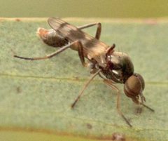 Acraspisa