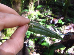 Pleurothallis anceps