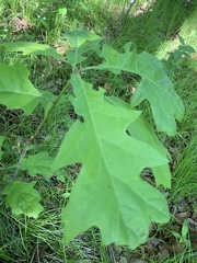 Quercus rubra