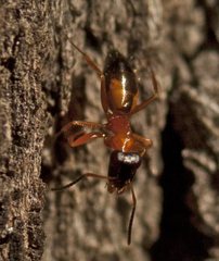 Opisthopsis rufithorax