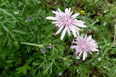 Crepis rubra