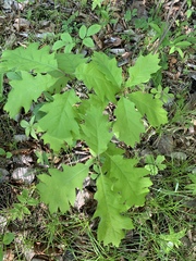 Quercus rubra