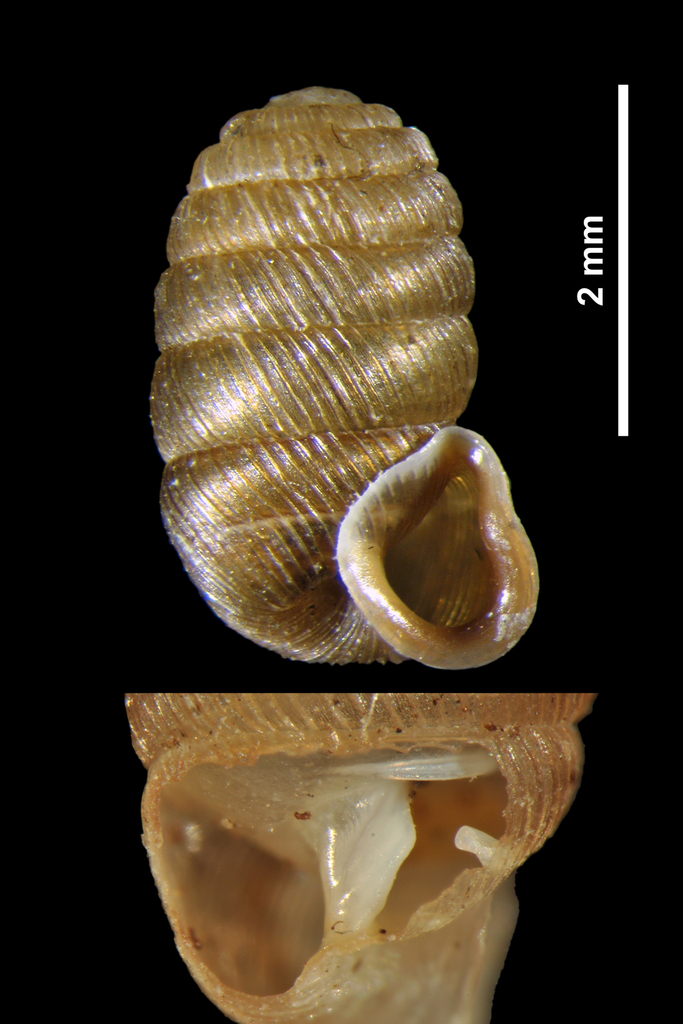 Pagodulina subdola sanremoensis