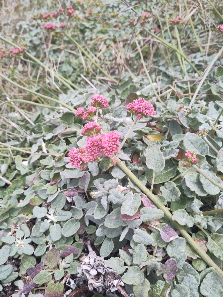 Eriogonum grande