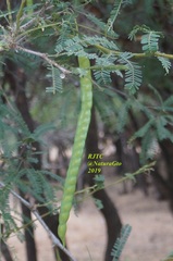 Prosopis juliflora
