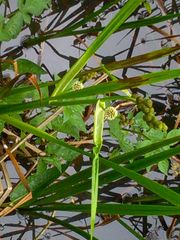 Sparganium eurycarpum