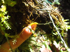Scaphosepalum swertiifolium