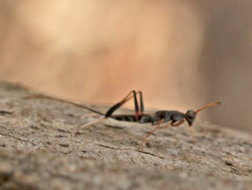 Lyciscidae