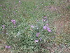 Sidalcea sparsifolia