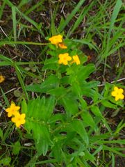 Lithospermum canescens