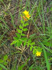 Lithospermum canescens