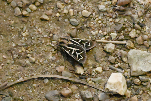 Williams' Tiger Moth photo 4