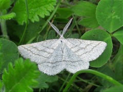 Perconia strigillaria