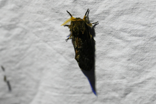Lusk's Pinemoth photo 5
