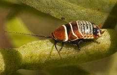 Ellipsidion humerale