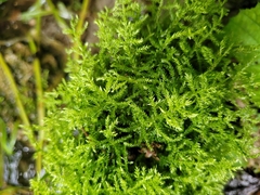 Common Bristle-moss (Eurhynchium praelongum)