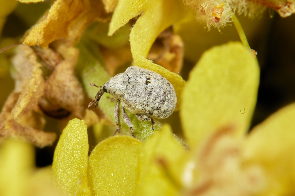 Cionus thapsus