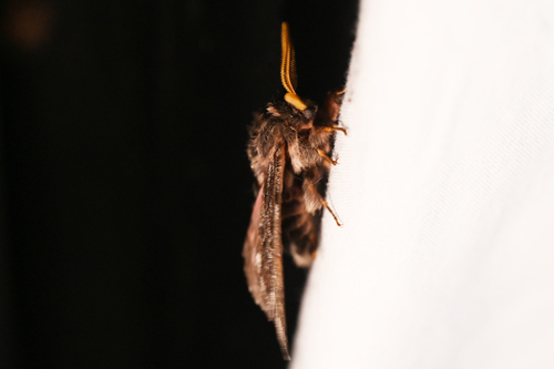 Lusk's Pinemoth photo 3
