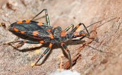 Havinthus rufovarius