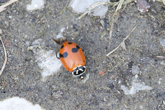 Hippodamia glacialis